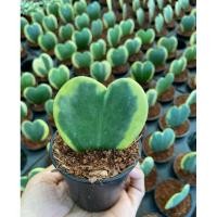 ราคา ต้นโฮย่าหัวใจด่าง หัวใจใบเดียวด่างนอก ส่งพร้อมกระถางตั้งเลี้ยง (29829672855)