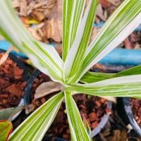 ราคา พลับพลึงด่าง ไม้มงคล เสริมบารมี (20171261693)