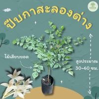 ราคา ต้นพันธุ์ปีบด่าง สูง 30~60 ซม. กาสะลองด่าง ปีบ (23670499667)