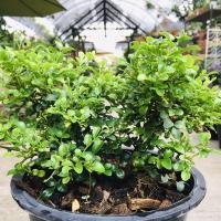 ราคา ต้นแก้วพวงมณีแคระ กระถาง 8 นิ้ว (3993633973)