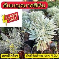 ราคา #เบญจมาศสีเงิน กระถาง4นิ้วดอกสีเหลือง (18977609639)