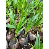 ราคา มะพร้าวน้ำหอมต้นแฝด(2หน่อ) (29538944626)