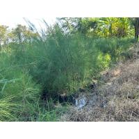 ราคา ต้นสนประดิพัทธ์ สนปฏิพัทธ์ ปลูกกันลมแนวรั่วสวนไม้ใช้สอยทำเฟอร์นิเจอร์สูง70เซน (54152475583)