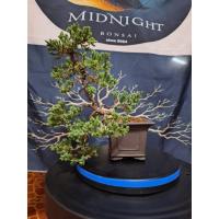 ราคา บอนไซสนจูนิเปอร์ทรงตกกระถาง (42566914829)