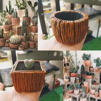 ราคา กระถางลายเปลือกไม้ ขัดเงา ขนาด3นิ้ว #ราคาถูกที่สุด (6264944794)