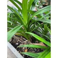 ราคา ใบเตย,เตยหอม,ต้นเตย,เตยหอมใหญ่,เตยหอมเล็ก (24085218381)