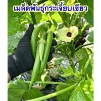 ราคา (เมล็ดพันธุ์)เมล็ด กระเจี๊ยบเขียว กระเจี๊ยบมอญเขียว (14124952651)