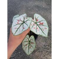 ราคา ไทยนิยม บอนสี (กระถาง 5 นิ้ว) (15424168374)