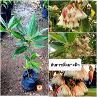 ราคา ต้นกระดิ่งนางฟ้า กระดิ่งนางฟ้า (25490989723)