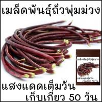 ราคา เมล็ด​พันธุ์​ ถั่วฝักยาวไร้ค้าง​ ถั่วพุ่ม​ สีม่วง​ 10เมล็ด​ (5038480503)
