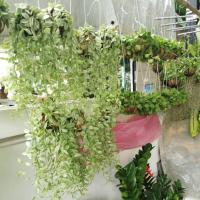 ราคา ต้นเดฟใบด่างพันลูกตีนเป็ดน้ำแขวนประดับบ้านสอบถามได้ค่ะ (10411550672)