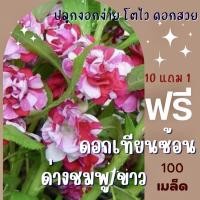 ราคา เมล็ดพันธุ์ ดอกเทียนซ้อนด่าง 100 เมล็ด ดอกเทียนด่าง ชมพู/ขาว ✅ราคาถูกปลูกง่าย ดอกสวยมากซื้อ10แถม1 คละได้ (6412780415)