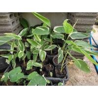 ราคา สาคูด่าง ไม้ด่างตามกระแส เลือกต้นได้ (11227386587)