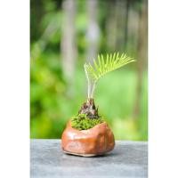 ราคา บอนไซจิ่ว ต้นปรงญี่ปุ่น ต้นไม้จัดส่งพร้อมกระถางตามรูป พร้อมส่งมีแค่อย่างละ1ต้น by minatura_c (28765701258)