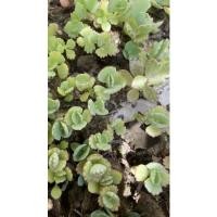 ราคา ต้นเศรษฐีพันล้าน พร้อมรากแข็งแรง (19602082799)