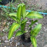 ราคา ต้นวาสนา ไม้มงคลคู่บ้าน เสริมโชคลาภและบารมี (กระถาง4นิ้ว) (41059454043)