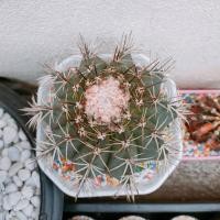 ราคา [ถูกสุด] Cactus เมโลแคคตัสยักษ์ ไม้เมล็ด ขนาดประมาณ 16-20 ซม กระบองเพชร แคคตัส (3969731893)