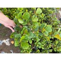 ราคา ต้นสาริกาลิ้นทอง ล้อมเพชร ไม้มงคล (6541267777)