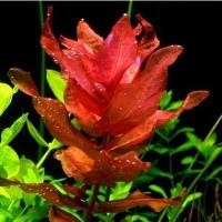 ราคา 20ท็อปส์ซูพืชน้ํา ฟาแลนนอปซิส สีแดง, พืชน้ําตัดและปลูก, ปลูกง่าย (27834743098)