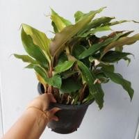 ราคา ว่านมหาเสน่ห์ ว่านดอกทอง หรือรากราคะ จัดส่งทั้งกระถางมีหลายกอ สุดยอดของว่านทางเสน่ห์มหานิยม (2300562216)