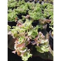 ราคา ต้นนางกวักราชินีเกลียวเงินเกลียวทอง ต้นไม้มงคล ต้นไม้เรียกทรัพย์ นำโชคลาภ กระถาง 5 นิ้ว (25741330861)