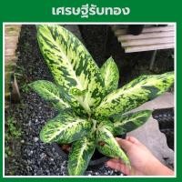 ราคา ต้นเศรษฐีรับทอง หรือเศรษฐีเรือนทอง ต้นไม้มงคลฟอกอากาศ ตระกูล อโกนีมายอดนิยม (18449218877)