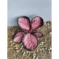 ราคา ต้นคล้าคิมสัน ใบสีชมพู ต้นไม้มงคล จัดส่งพร้อมกระถาง 6นิ้ว (40719701662)