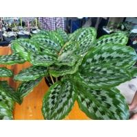 ราคา ว่านนกคุ้ม หรือ ว่านนกคุ่ม จัดเป็นว่านประดับและว่านมงคล นิยมปลูกเป็นไม้ประดับ (7754100071)