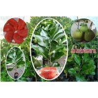 ราคา ส้มโอทับทิมสยามของดีภาคใต้ (11712620450)