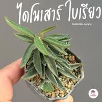 ราคา ยูโฟเบียไดโนเสาร์ ใบเรียว Euphorbia decaryi แคคตัส กระบองเพชร cactus&succulent (28424023997)
