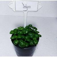 ราคา ต้นไข่มุกนำโชค #ต้นไม้มงคล#ไม้มงคล#ไม้ประดับ #ต้นไม้จิ๋ว (9900286660)