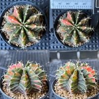 ราคา ยิมโนด่าง ไม้เพาะเมล็ด (4493683897)