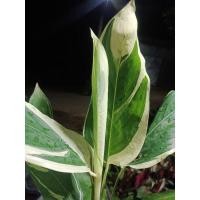 ราคา ต้นสาคูด่าง หรือว่านนกยูงด่าง (11628264012)