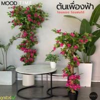 ราคา ต้นเฟื้องฟ้า (พร้อมกระถาง) ต้นไม้ปลอมแต่งบ้าน ต้นไม้ปลอม เฟื้องฟ้า บ้านและสวน(พร้อมส่ง)(FAA) (29857145806)