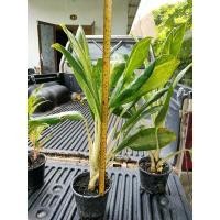 ราคา ต้นบัลลังก์เงิน/ต้นเศรษฐีไม้มงคล (13116841296)