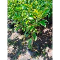 ราคา ต้นแก้วมุกดาด่าง ขนาดต้นสูง1เมตร ทรงพุ่ม แก้วมุกดาใบด่าง (55700681901)