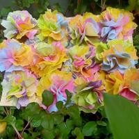 ราคา กระดาษสาห่อเหรียญโปรยทาน รุ่นสีรุ้ง1,000แผ่น พร้อมหนังยาง มี10ถุง ถุงละ100แผ่น ใช้พับใส่เหรียญโปรยทานงานทำบุญ งานบวช (18483972702)