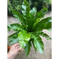 ราคา ต้นเฟิร์นข้าหลวงไซส์ใหญ่ กระถาง 11" (28913977704)