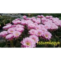 ราคา หน่อเด็ดสด แคคตัส อิชินอป ไฮบริด แองเจิ้ล ดอกสีชมพู (Echinopsis Hybrid Angel) (6491490061)