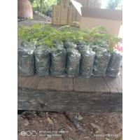 ราคา ต้นส้มป่อยขายเป็นชุด 4 ถุง 100 บาท (43759080605)