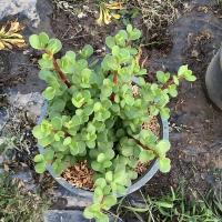 ราคา ต้นคลาสซูล่าต้นดูดเงิน (14047671982)