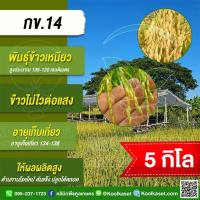 ราคา เมล็ดพันธุ์​ข้าว ข้าวเหนียว กข.14 นาปี นาปรัง ไม่ไวแสง เหนียวนุ่ม 5 กก. คูลเกษตร KR34 (40804473365)