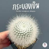 ราคา กระบองเงิน Parodia Leninghausii Albispina แคคตัส กระบองเพชร cactus&succulent (7577605889)
