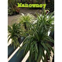 ราคา เศรษฐี​เรือน​นอก​ ไม้ประดับ​ ฟอกอากาศ (12906373810)