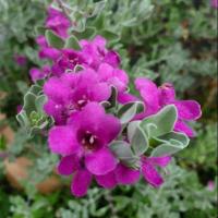 ราคา ต้นนีออน กระถาง 11 นิ้ว (28222469923)