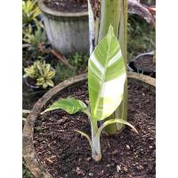 ราคา กล้วยตานีด่างเทพ (18568791406)