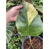 ราคา Monstera aurea มอนสเตอร่าด่างเหลือง มอนด่าง (4582929119)