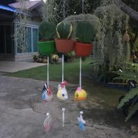 ราคา Hoya kerrii หรือโฮย่าใบหัวใจ ในกระถางขนาด 2 นิ้วสีต่างๆ (3342314340)