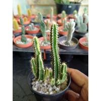 ราคา กระบองเพชร คอนโดนางฟ้าด่าง (7947166312)