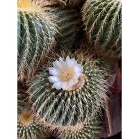 ราคา โนโตแคคตัส เลนิงเฮาชิอาย Notocactus leninghausii (10440789050)
